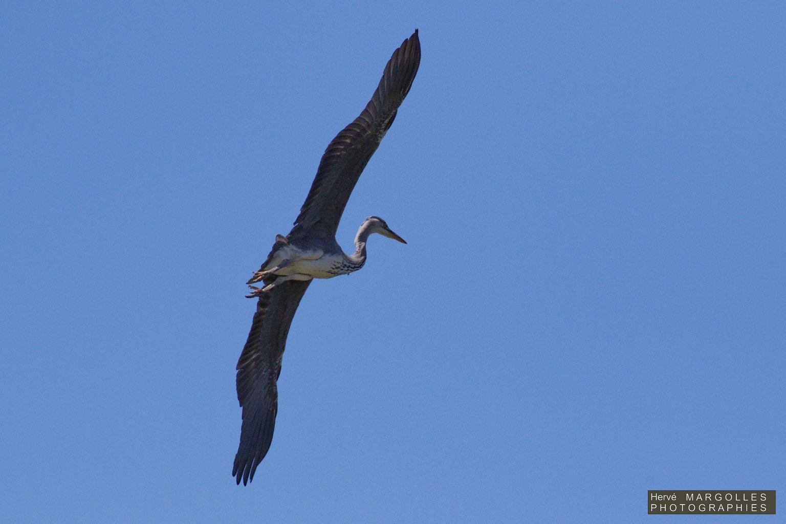 Heron cendre-04.jpg